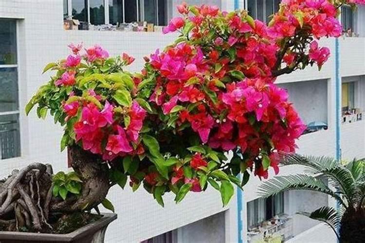 三角梅开花前应施什么肥料