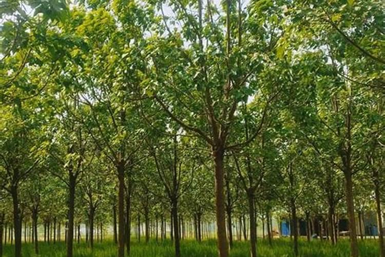 果树十月份施过磷酸钙一棵施多少斤合适？