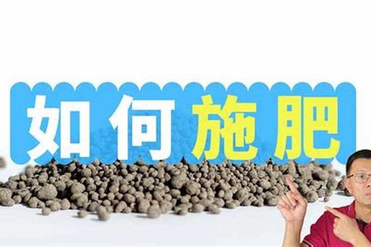 多肉植物施什么肥容易爆盆