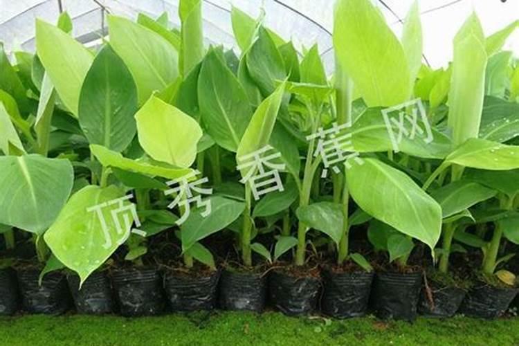 无花果喜欢什么肥料,如何施肥才更有利于无花果提高产量质量？