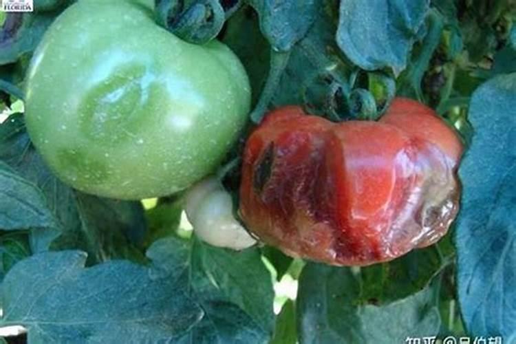 叶绿素的形成和什么有关