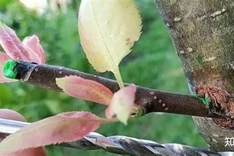 当年裁的果树发芽后可以施化肥吗