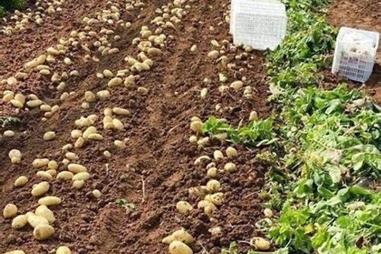 河水蓝藻爆发原因及防治对策