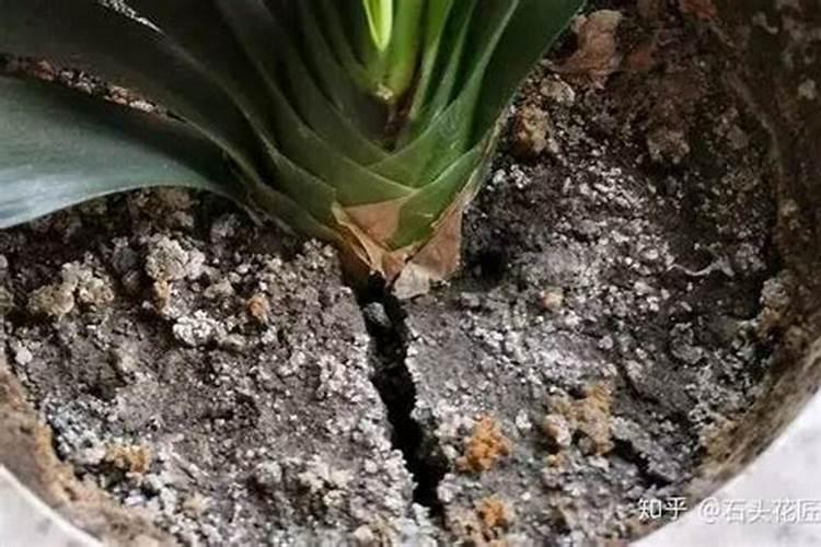 韭菜根放几天还能栽吗韭菜根种植后多久可以长好