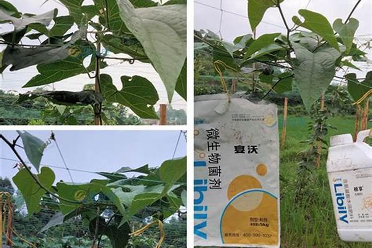 大蒜高产的施肥方法是什么？如何施肥更合理