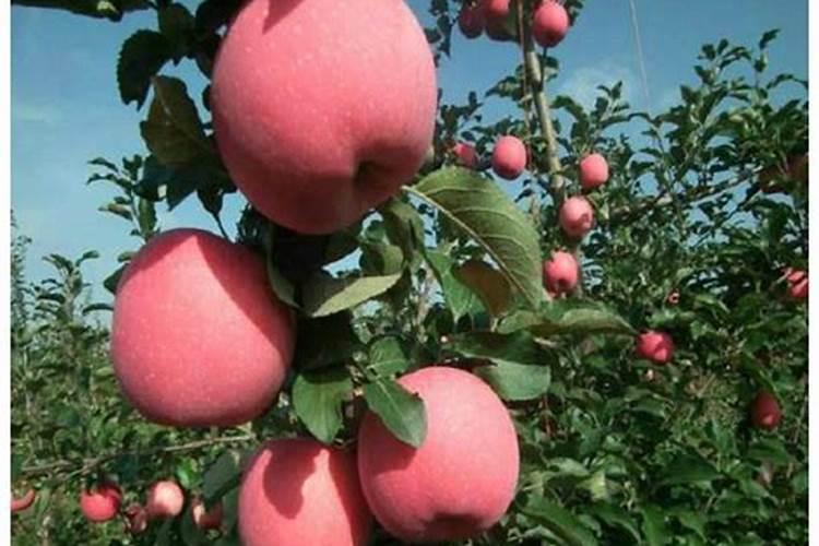 苹果树施什么肥料好？