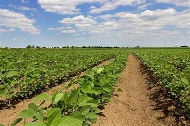 硼肥使用方法与用量