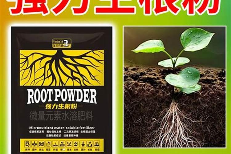 玉米使用叶面肥有什么效果？