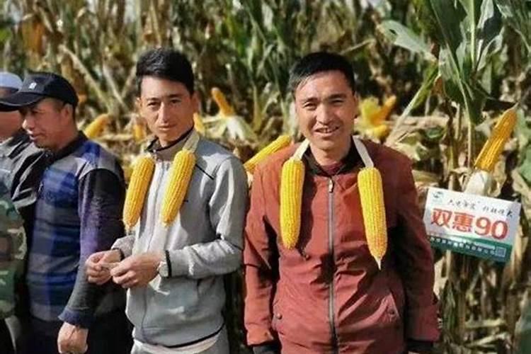 玉米地怎么配氮磷钾肥