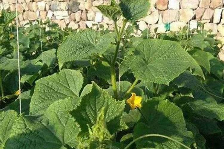 钾肥的最佳使用时间