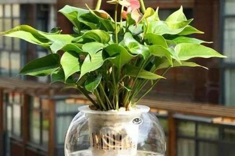 水培植物可以用水溶肥吗