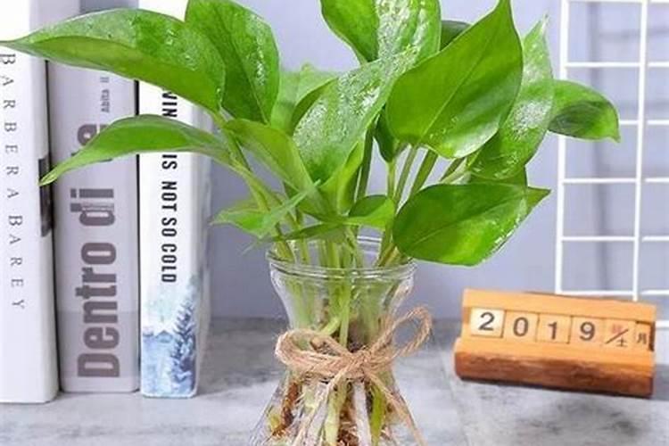 大量元素水溶肥对花卉绿植的用法