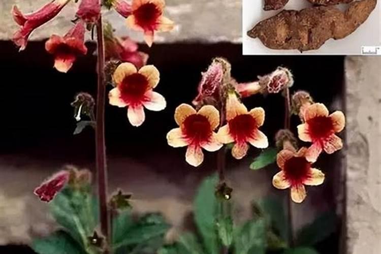 农药地黄龙药都有哪些