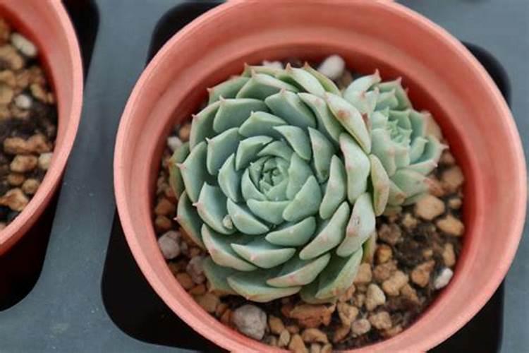 多肉化肥什么时候施肥