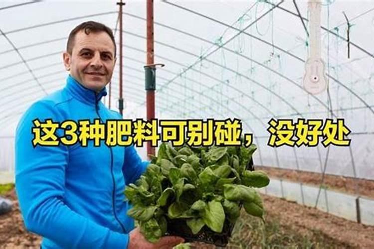 菠菜底肥放什么肥好(底肥施用方法)