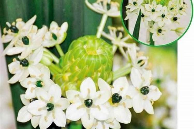 可丽爱鱼缸和彩蝶哪个好呢？