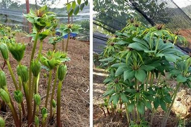 绿妃 先正达 使用方法