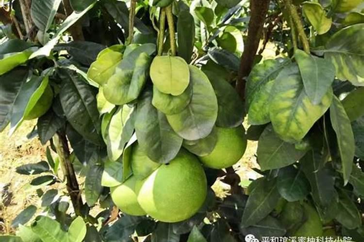月季春天什么时候施肥