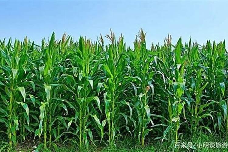 玉米种植方法步骤