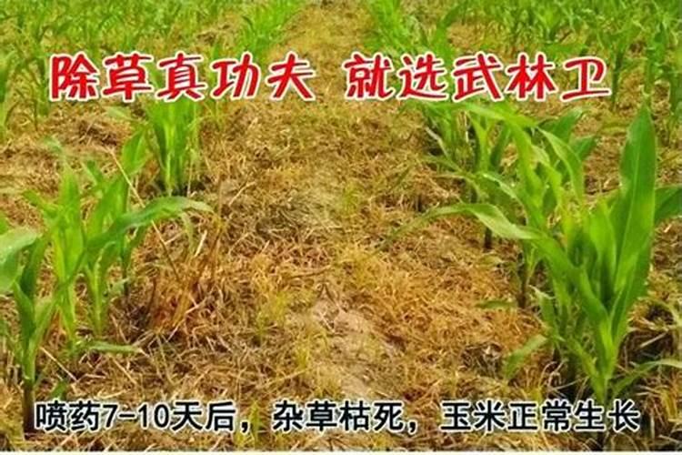 目前市场主流水溶性肥料品牌有哪些？