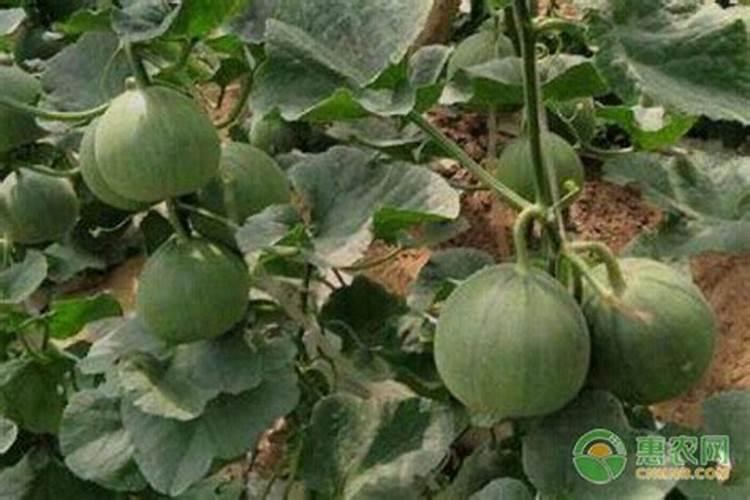 碳酸氢铵是一种什么肥