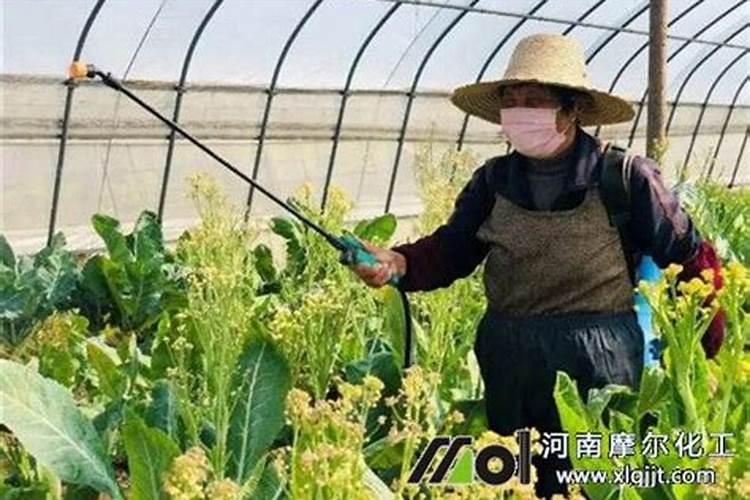 叶面肥哪个厂家生产的比较好