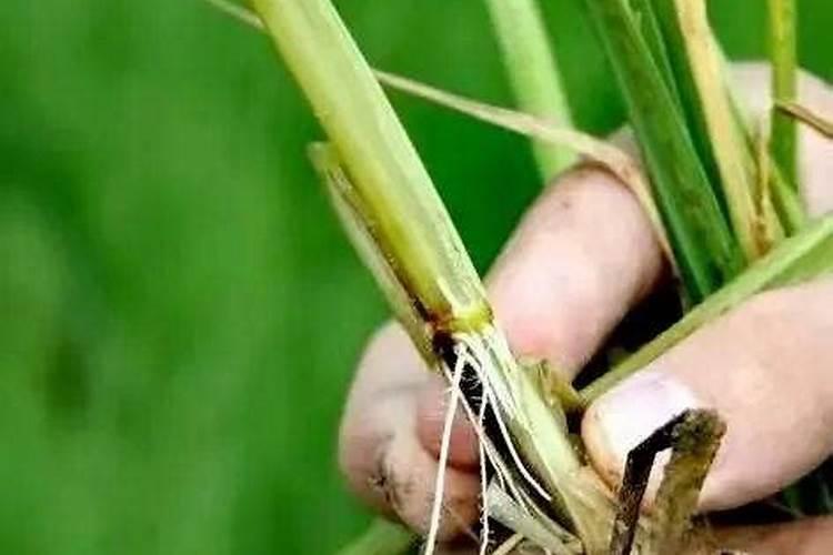 磷酸二氢钾搭配什么能让作物根系块速生根发达