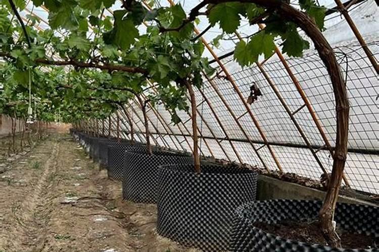 周口哪一家农资卖伯泰丰氨基酸水溶肥