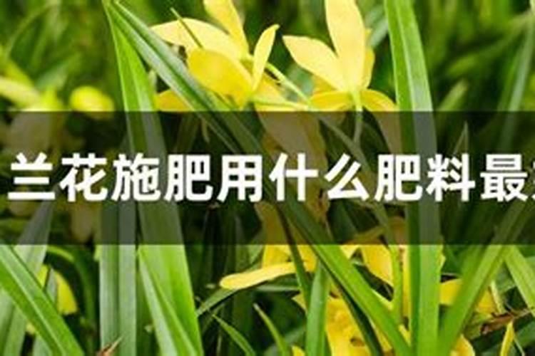 皇冠梨套袋后什么时间施肥好？