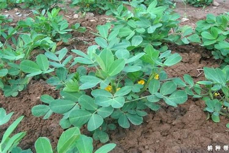 立秋有哪些别称和雅称？