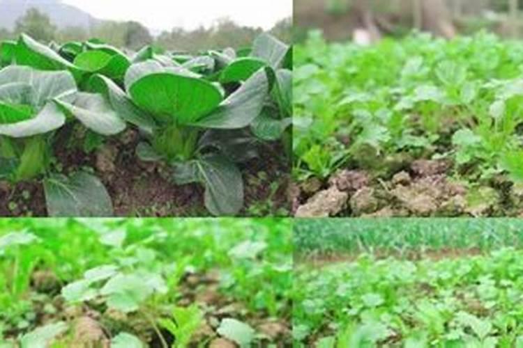 小白菜出芽后几天浇肥 可以施复合肥吗