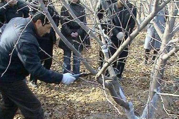 桃树底肥用什么肥