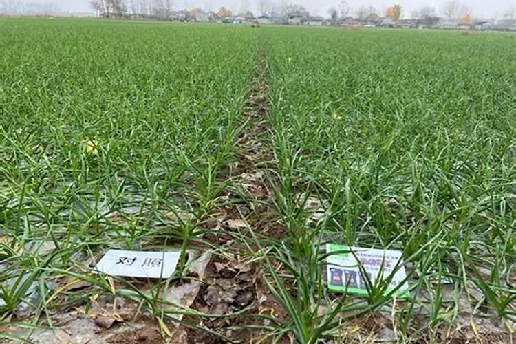 玉米几个叶喷叶面肥