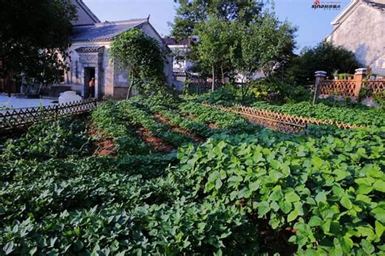豆角开花结荚期施什么肥水好