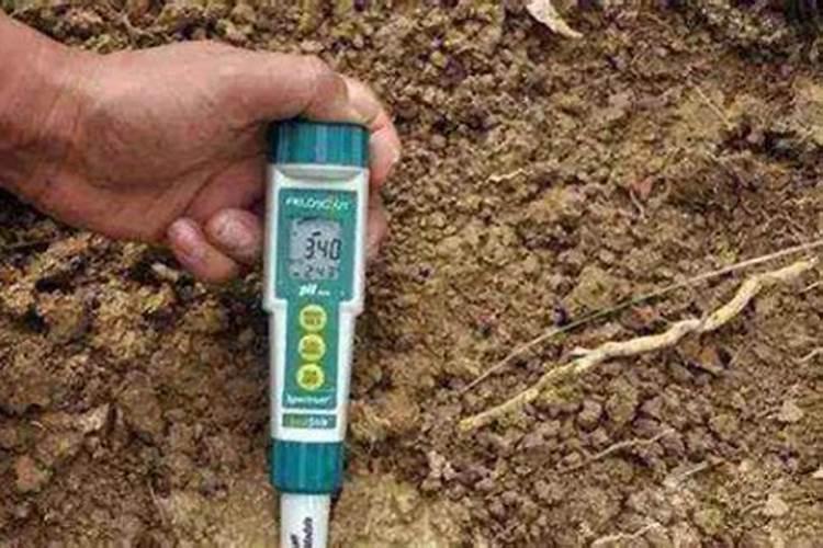 氮肥与尿素肥有什么区别