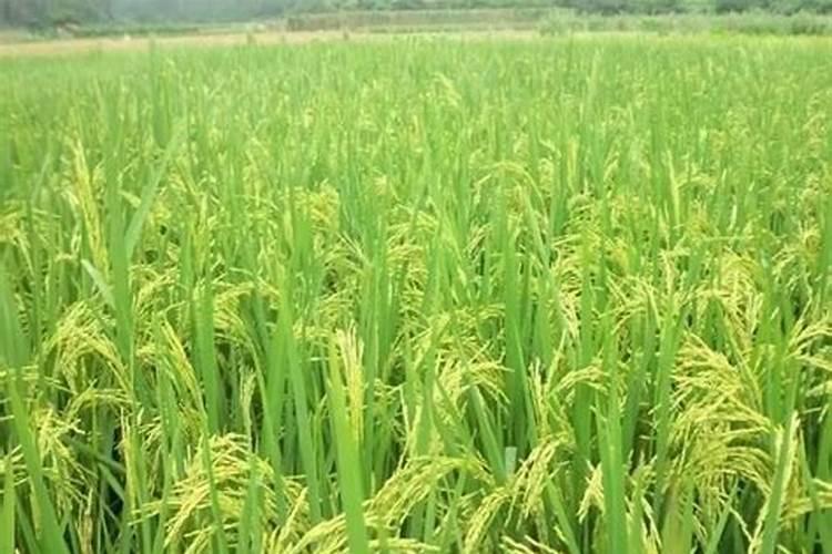 有机肥能赚钱吗