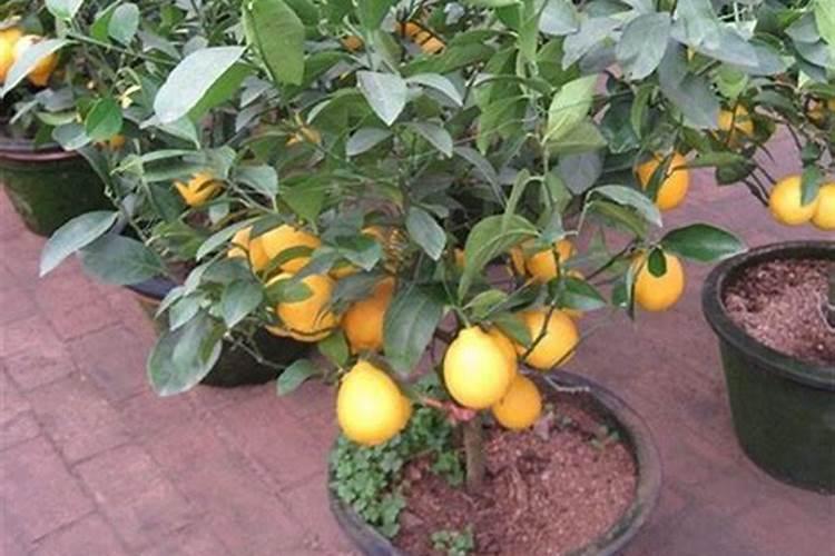 柠檬开花期间怎么管理才结果多