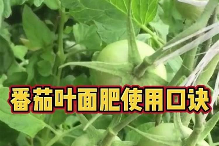 宁夏硒砂瓜位于灌区吗？