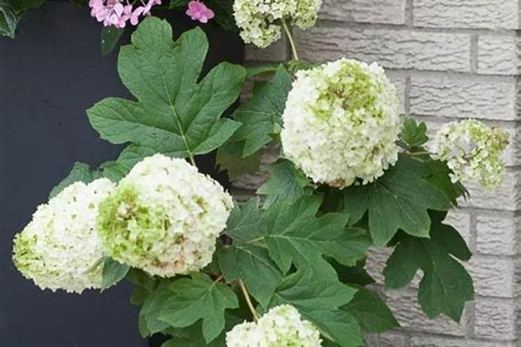 复合肥十大名牌排行榜