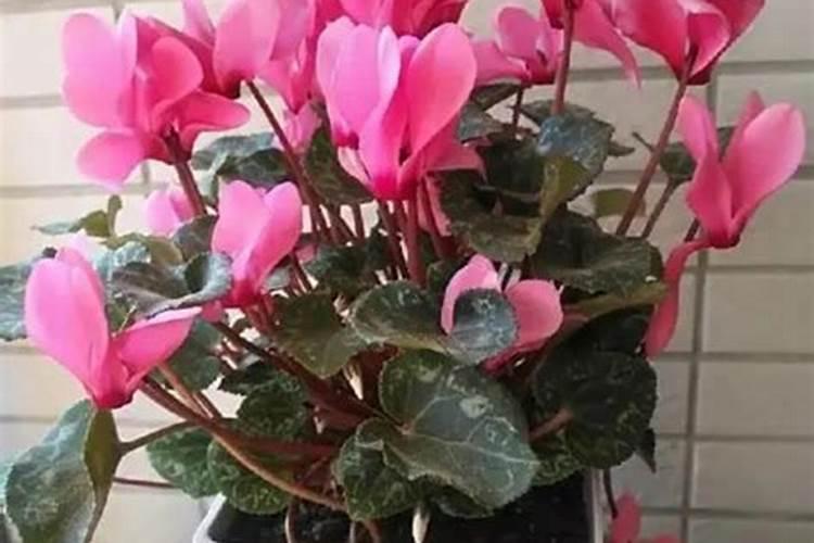 仙客来需要施什么肥？