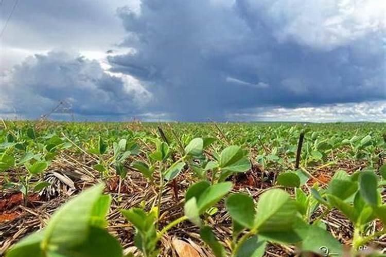 化肥品牌排行榜(水溶肥十大品牌)