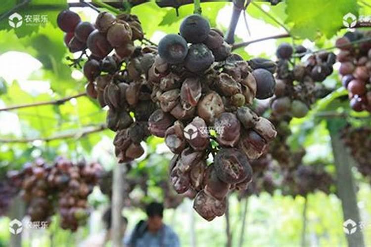 多肉爆盆用什么肥