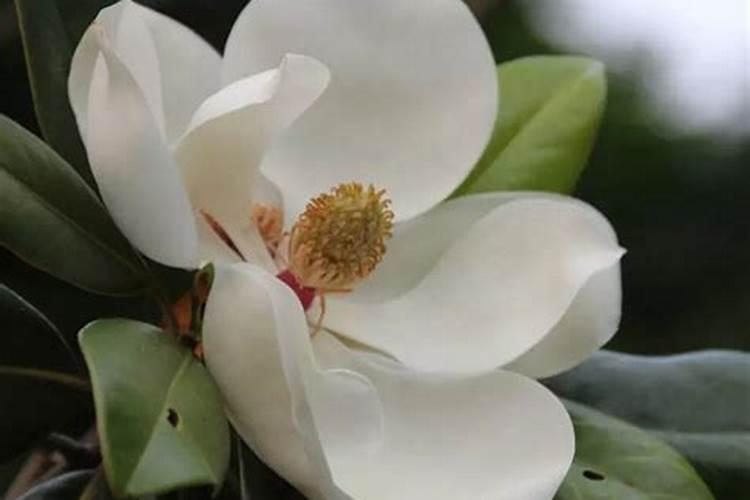 喝剩的红茶茶叶水可以养绿萝吗