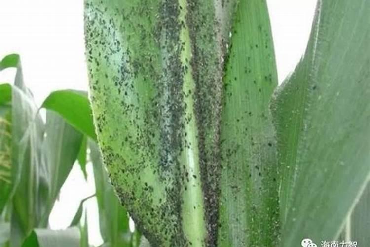 现在玉米接棒的时候要不要追肥？为何这么说？