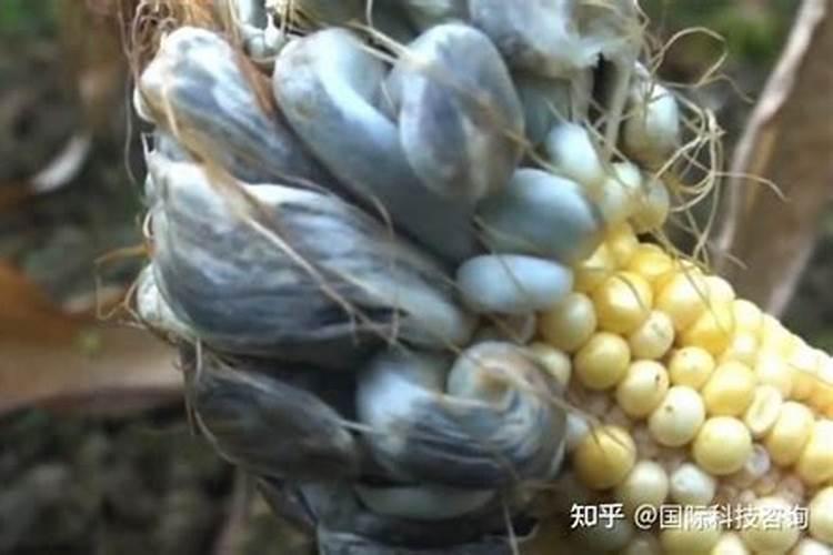 玉米结棒子时要加肥吗？