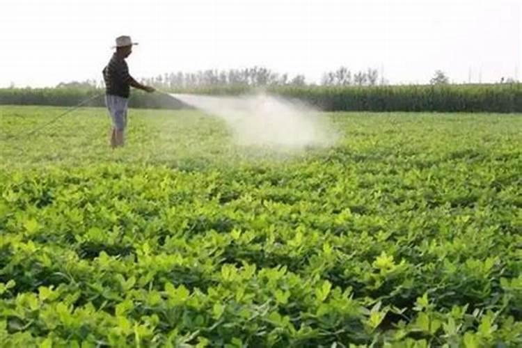 花菜施肥用什么肥料好？高产有技巧