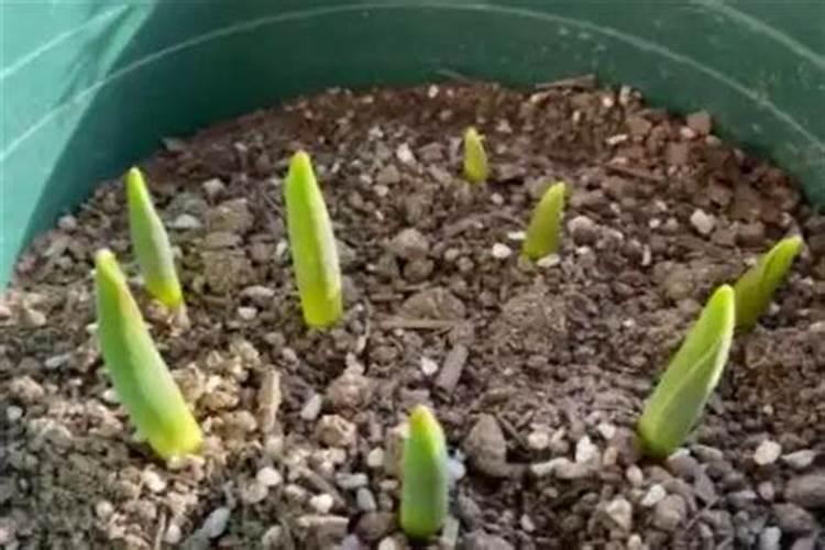 丝瓜需要施什么肥料