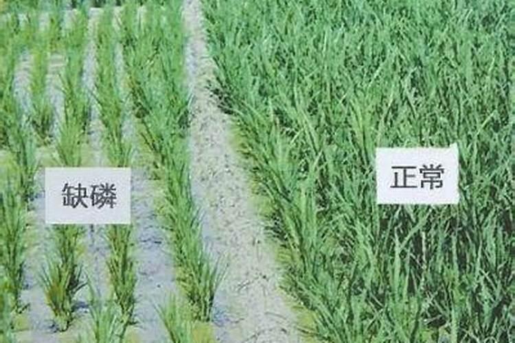 怎样鉴别常用化学肥料的种类？