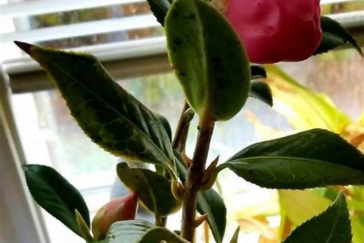 茶花带苞如何喷施叶面肥