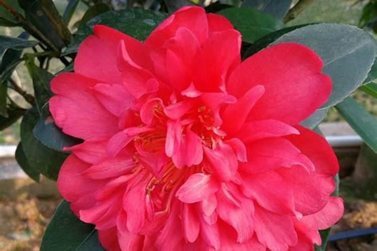 茶花开花期间可不可以叶面施肥.谢谢大家